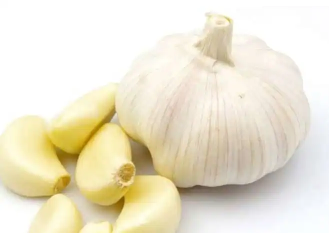 Garlic